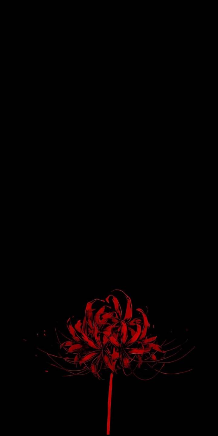 A striking scarlet spider lily with intricate, delicate red petals bursts forth from the darkness in this minimalist 4K wallpaper. This elegant and dramatic flower wallpaper is perfect for personalizing your iPhone. | flower A striking scarlet spider lily with intricate, delicate red petals bursts forth from the darkness in this minimalist 4K wallpaper. This elegant and dramatic flower wallpaper is perfect for personalizing your iPhone.