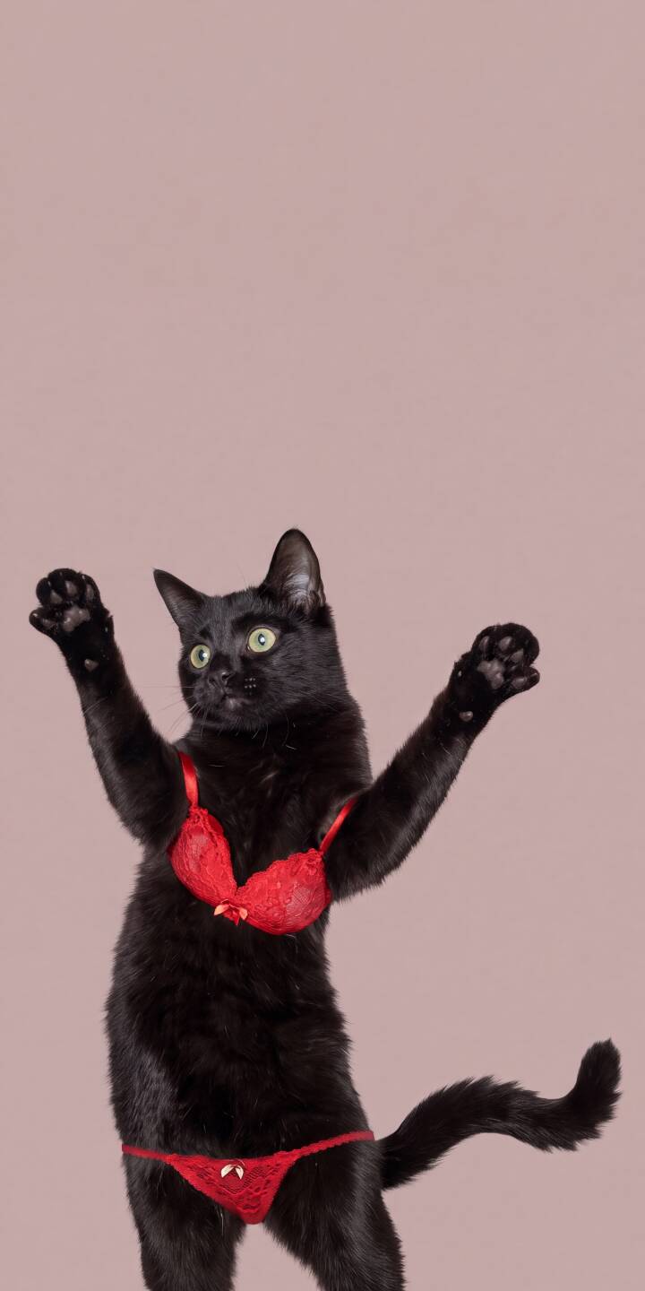 Wearing vibrant red lingerie, a black cat with bright green eyes stands playfully on its hind legs, paws raised in an amusing gesture within this stunning 4K wallpaper. This charming wallpaper is an ideal choice for iPhone users looking to add a unique and humorous touch to their device. | funny cat cute iphone wallpaper black cat mobile 4k wallpaper hd wallpaper playful lingerie red lingerie Wearing vibrant red lingerie, a black cat with bright green eyes stands playfully on its hind legs, paws raised in an amusing gesture within this stunning 4K wallpaper. This charming wallpaper is an ideal choice for iPhone users looking to add a unique and humorous touch to their device.
