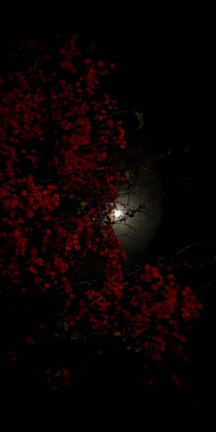 Vibrant red blossoms spill across the frame, partially obscuring a luminous full moon against a dark night sky in this striking 4K wallpaper. This atmospheric and mysterious wallpaper is perfect for an iPhone lock screen. | moon Vibrant red blossoms spill across the frame, partially obscuring a luminous full moon against a dark night sky in this striking 4K wallpaper. This atmospheric and mysterious wallpaper is perfect for an iPhone lock screen.