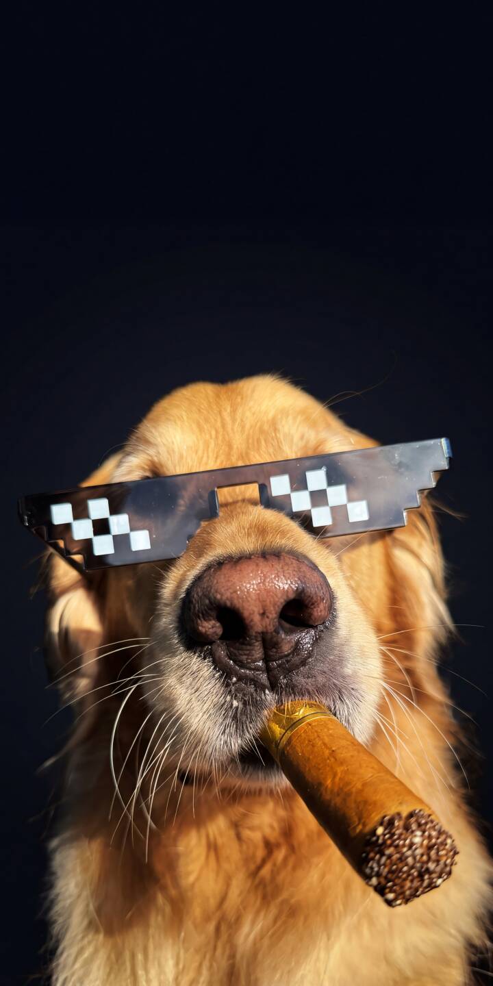 The hilarious pixelated shades and a bold cigar define this golden retriever's cool persona in this awesome 4K wallpaper for iPhone, making it a must-have unique dog wallpaper for your screen. | meme dog sunglasses cigar iphone wallpaper mobile thug life 4k wallpaper hd wallpaper golden retriever funny dog The hilarious pixelated shades and a bold cigar define this golden retriever's cool persona in this awesome 4K wallpaper for iPhone, making it a must-have unique dog wallpaper for your screen.