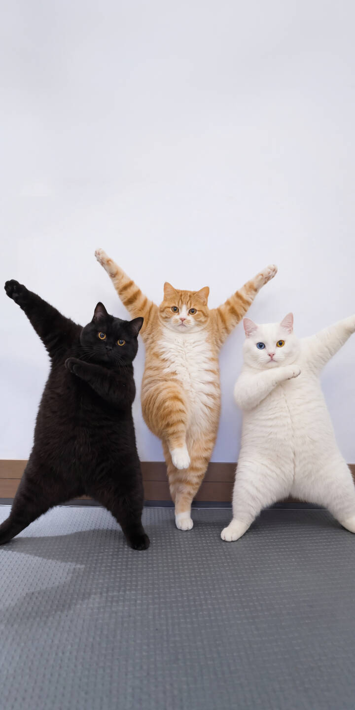 Three distinct cats strike hilarious, synchronized poses against a simple white background in this playful 4K wallpaper. This amusing animal wallpaper for iPhone showcases their unique colors and one cat's striking blue-yellow heterochromia. | funny animal cute iphone cats wallpaper posing pets mobile 4k wallpaper hd wallpaper cat trio Three distinct cats strike hilarious, synchronized poses against a simple white background in this playful 4K wallpaper. This amusing animal wallpaper for iPhone showcases their unique colors and one cat's striking blue-yellow heterochromia.