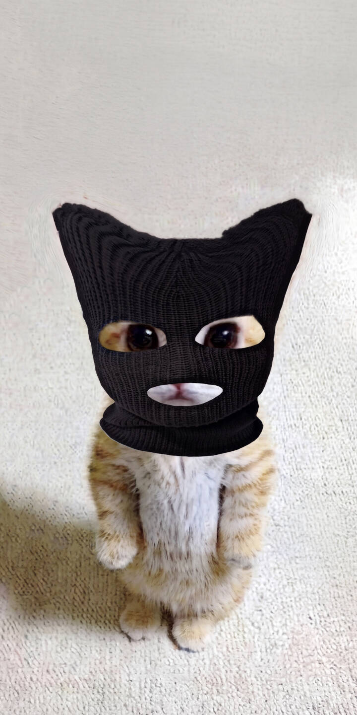 Big, curious eyes peek playfully through a black balaclava as this adorable tabby cat stands on its hind legs against a clean background in this high-resolution 4K wallpaper, perfect for any iPhone screen. | meme funny cat cute iphone wallpaper kitten mobile 4k wallpaper hd wallpaper ski mask balaclava Big, curious eyes peek playfully through a black balaclava as this adorable tabby cat stands on its hind legs against a clean background in this high-resolution 4K wallpaper, perfect for any iPhone screen.