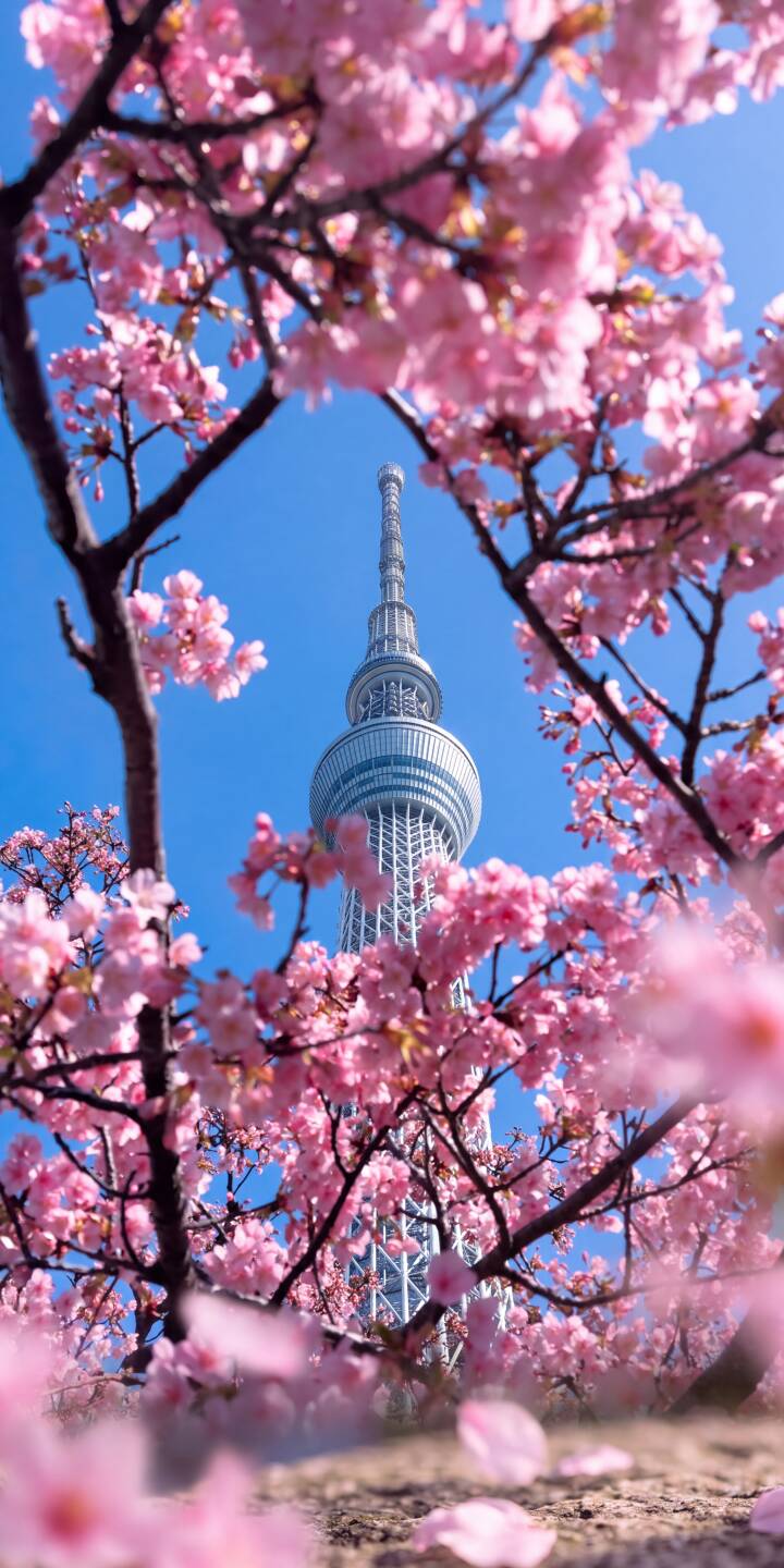 Pink cherry blossoms vividly frame the iconic Tokyo Skytree against a brilliant blue sky in this stunning 4K wallpaper. This beautiful scene makes an ideal aesthetic wallpaper for iPhone users. | aesthetic cherry blossom iphone japan wallpaper sakura mobile 4k wallpaper hd wallpaper tokyo skytree skytree Pink cherry blossoms vividly frame the iconic Tokyo Skytree against a brilliant blue sky in this stunning 4K wallpaper. This beautiful scene makes an ideal aesthetic wallpaper for iPhone users.