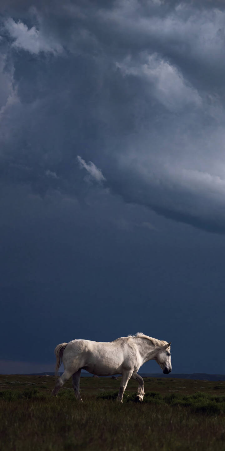 Dramatic, deep blue-gray storm clouds loom over a majestic white horse traversing a grassy field, creating a powerful natural scene in this stunning 4K wallpaper. This truly striking wallpaper for iPhone captures the wild essence of nature. | animal horse iphone nature wallpaper mobile white horse 4k wallpaper hd wallpaper storm clouds dramatic wild horse Dramatic, deep blue-gray storm clouds loom over a majestic white horse traversing a grassy field, creating a powerful natural scene in this stunning 4K wallpaper. This truly striking wallpaper for iPhone captures the wild essence of nature.